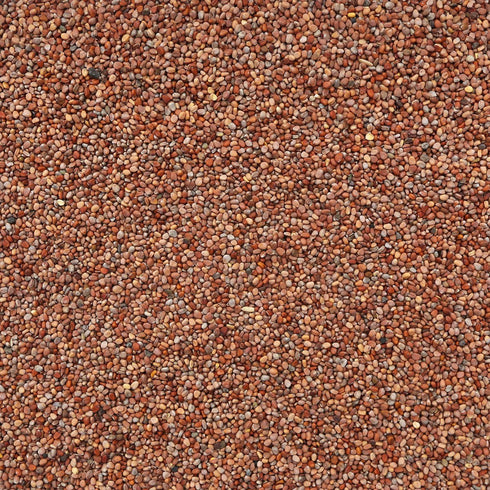 RADISH SEEDS, Sprouting Blend